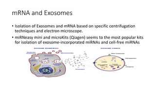 mRNA and Exosomes
• Isolation of Exosomes and mRNA based on specific centrifugation
techniques and electron microscope.
• miRNeasy mini and microKits (Qiagen) seems to the most popular kits
for isolation of exosome-incorporated miRNAs and cell-free miRNAs