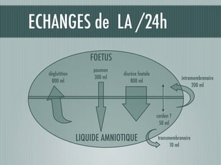 ECHANGES de LA /24h
diurèse foetale
800 ml
déglutition
800 ml
poumon
300 ml
FOETUS
LIQUIDE AMNIOTIQUE
intramembranaire
200 ml
transmembranaire
10 ml
cordon ?
50 ml
 