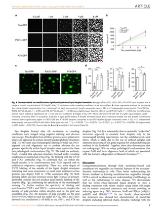 Tau droplets formed after 4 h incubation in crowding
conditions were imaged using negative staining and electron
microscopy. The droplets from all three proteins were spherical in
shape and appeared to contain densely packed globular structures
(Fig. 7e). We next used immunogold labeling of total tau, PAD-
exposed tau and oligomeric tau to conﬁrm whether the tau
proteins speciﬁcally within liquid droplets were positive for these
two pathological conformations (Fig. 7f). The total tau antibody,
Tau5, revealed that spherical structures formed under crowding
conditions are composed of tau (Fig. 7f). Probing with the TNT2
and TOC1 antibodies (Fig. 7f) conﬁrmed that tau within the
liquid droplets is in conformations with PAD exposed and as
multimeric oligomers, respectively. There was some degree of
TNT2 labeling of tau outside of the liquid droplet structures
indicating that some monomeric or small order multimers of tau
proteins also display PAD in +PEG conditions (Fig. 7f). Both
primary delete and non-immune mouse IgG (in place of primary
antibody) controls did not produce gold particle labeling of the
droplets (Fig. 7g), conﬁrming the speciﬁcity of the immunogold
staining. To further conﬁrm the speciﬁcity of labeling and
enrichment of TNT+ and TOC1+ conformations in droplets the
density of gold particles within droplets and on the grid was
quantiﬁed (Fig. 7h). All densities of gold particles on the grid
were very low, whereas each tau maker (TNT2, TOC1 and Tau5)
showed clear enrichment (~10-fold) in tau, P301L and AT8 tau
droplets (Fig. 7h). It is noteworthy that occasionally “spoke-like”
structures appeared to emanate from droplets only in the
immunogold labeling experiments, not the unlabeled grids used
above, which is likely due to the use of unﬁxed samples and
extensive processing of the grids required for immunolabeling (as
outlined in the Methods). Together, these data demonstrate that
tau undergoing LLPS can adopt pathological conformations that
expose PAD and form oligomers, both of which are associated
with tau toxicity independent of ﬁlament formation35,37.
Discussion
Compartmentalization through both membrane-bound and
membrane-less organelles are essential features of the structure-
function relationship in cells. Thus, better understanding the
factors involved in forming membrane-less organelles through
LLPS is critical to advancing our understanding of cell biology, as
well as the pathobiology of some diseases. We demonstrate
that tau forms phase-separated liquid droplets in vitro, a
ﬁnding consistent with recent studies using either full-length
tau or various truncated constructs and several crowding or
inducing agents (e.g. PEG, dextrans, ﬁcoll and RNAs (poly(A),
poly(U) and tRNA))15–28. In our hands, phase-separated
tau structures also showed key characteristics of liquid-like
droplets including spherical shape, dynamic exchange with the
0.5 µM 1 µM 2 µM 4 µM 8 µM
a
P301L-GFP
AT8-GFP
Tau-GFP
P301L-GFP AT8-GFP
Tau-GFP
b
c
T
a
u
-
G
F
P
P
3
0
1
L
-
G
F
P
A
T
8
-
G
F
P
0
0.5
1.0
1.5
2.0
2.5
Average
droplet
size
(µm
2
)
**
**
T
a
u
-
G
F
P
P
3
0
1
L
-
G
F
P
A
T
8
-
G
F
P
0
200
400
600
Area
(µm
2
)
****
***
T
a
u
-
G
F
P
P
3
0
1
L
-
G
F
P
A
T
8
-
G
F
P
0
125
250
375
500
625
Mean
intensity
(a.u.)
*
#
d
2 4 6 8
–500
0
500
1000
1500
2000
2500
Tau concentration (µM)
Area
(µm
2
)
Tau-GFP
P301L-GFP
AT8-GFP
Fig. 4 Disease-related tau modiﬁcations signiﬁcantly enhance liquid droplet formation. a Images of tau-GFP, P301L-GFP, AT8-GFP liquid droplets with a
range of protein concentrations (0.5–8 μM) after 2 h incubation under crowding conditions. Scale bar is 40 µm. b Linear regression analysis for estimating
the critical droplet concentration (i.e. x-intercept) for each tau construct (graph represents mean ± SD; n = 3 independent experiments). The CDC for
P301L-GFP (0.53 μM; r2 = 0.99) and AT8-GFP (0.63 μM; r2 = 0.98) were slightly lower than the CDC of tau-GFP (0.74 μM; r2 = 0.98), but the differences
did not reach statistical signiﬁcance (p = 0.32, one-way ANOVA). c Images of tau-GFP, P301L-GFP and AT8-GFP (all at 2 µM) liquid droplets under
crowding conditions after 1 h incubation. Scale bar is 2 μm. d The extent of droplet formation (total area), individual droplet size and droplet ﬂuorescence
intensity were signiﬁcantly higher in P301L-GFP and AT8-GFP droplets compared to tau-GFP droplets (graph represents mean ± SD; n = 3 independent
experiments; one-way ANOVA with Holm–Sidak post-hoc test, ****p = 0.0039, ***p = 0.0075, **p = 0.0021, *p = 0.0272, #p = 0.0474). All experiments
in LLPS buffer +10% PEG. Source data for b and d provided in the Source Data ﬁle.
NATURE COMMUNICATIONS | https://doi.org/10.1038/s41467-020-16580-3 ARTICLE
NATURE COMMUNICATIONS | (2020)11:2809 | https://doi.org/10.1038/s41467-020-16580-3 | www.nature.com/naturecommunications 7
 