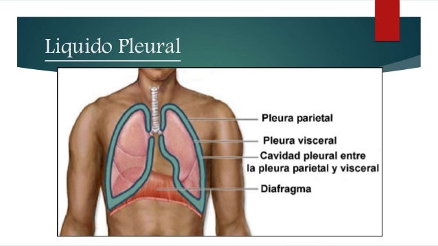 Liquido pleural