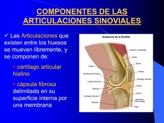 COMPONENTES DE LAS
       ARTICULACIONES SINOVIALES
  Las Articulaciones que
existen entre los huesos
se mueven libremente, y
se componen de:
     cartílago articular
   hialino
    cápsula fibrosa
   delimitada en su
   superficie interna por
   una membrana
 