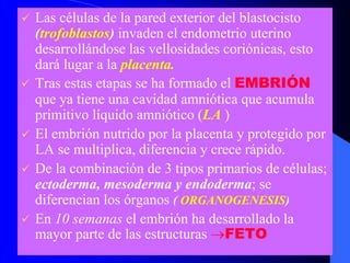 Las células de la pared exterior del blastocisto
(trofoblastos) invaden el endometrio uterino
desarrollándose las vellosidades coriónicas, esto
dará lugar a la placenta.
Tras estas etapas se ha formado el EMBRIÓN
que ya tiene una cavidad amniótica que acumula
primitivo líquido amniótico (LA )
El embrión nutrido por la placenta y protegido por
LA se multiplica, diferencia y crece rápido.
De la combinación de 3 tipos primarios de células;
ectoderma, mesoderma y endoderma; se
diferencian los órganos ( ORGANOGENESIS)
En 10 semanas el embrión ha desarrollado la
mayor parte de las estructuras →FETO
 