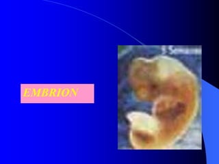EMBRION
 