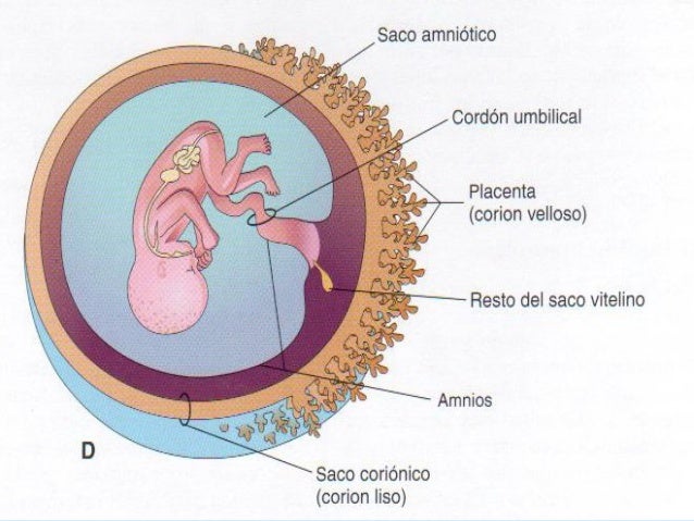 Liquido amniotico, memb. ovulares y cordon umbilical