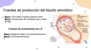 Fuentes de producción del liquido amniótico
Mayor: Orina fetal y liquido pulmonar fetal
Menor: Secreciones de cavidades oral y nasal
del feto
Fuentes de aclaramiento de LA
Mayor: Deglución fetal y vía intramembranosa
Menor: Vía trasmenbranosa
 