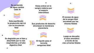 Esta equilibrado
la producción del LA
con la circulación
fetal
Es deglutido por el feto y
absorbido por la vías
respiratorias y el tubo
digestivo fetal
Sus productos de desecho
atraviesan la membrana
placentaria
El liquido pasa al
torrente
sanguíneo fetal
Estos entran en la
sangre materna por
el espacio
intervelloso
El exceso de agua
de la sangre fetal
excretado por los
riñones fetales
Luego es devuelto
al saco amniótico
a través de las
vías urinarias fetales
Su contenido
de agua cambia
cada 3h
 