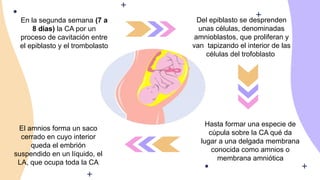 En la segunda semana (7 a
8 días) la CA por un
proceso de cavitación entre
el epiblasto y el trombolasto
Del epiblasto se desprenden
unas células, denominadas
amnioblastos, que proliferan y
van tapizando el interior de las
células del trofoblasto
Hasta formar una especie de
cúpula sobre la CA qué da
lugar a una delgada membrana
conocida como amnios o
membrana amniótica
El amnios forma un saco
cerrado en cuyo interior
queda el embrión
suspendido en un líquido, el
LA, que ocupa toda la CA
 