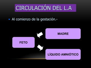 • Al comienzo de la gestación.-
FETO
MADRE
LÍQUIDO AMNIÓTICO
CIRCULACIÓN DEL L.A
 