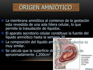 ORIGEN AMNIÓTICO
 La membrana amniótica al comienzo de la gestación
esta revestida de una sola hilera celular, lo que
permite la trasudación de líquidos.
 El aparato secretorio celular constituye la fuente del
líquido amniótico hasta la semana 20.
 La composición del líquido amniótico y el plasma es
muy similar.
 Se calcula que la superficie de intercambio es de
aproximadamente 1,200cm2
 