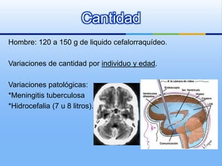 Cantidad
Hombre: 120 a 150 g de liquido cefalorraquídeo.

Variaciones de cantidad por individuo y edad.

Variaciones patológicas:
*Meningitis tuberculosa
*Hidrocefalia (7 u 8 litros).
 