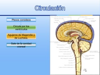 Circulación
   Plexos coroideos

    Circula por los
     ventrículos

Agujeros de Magendie y
     de Luchska.

  Sale de la cavidad
       craneal
 