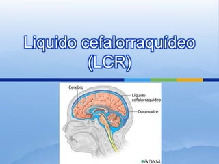 Liquido cefalorraquídeo
         (LCR)
 