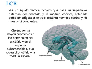 LCR
  •Es un líquido claro e incoloro que baña las superficies
  externas del encéfalo y la médula espinal, actuando
  como amortiguador entre el sistema nervioso central y los
  huesos circundantes.

    •Se encuentra
 mayoritariamente en
  los ventrículos del
   encéfalo y en el
       espacio
 subaracnoideo, que
rodea el encéfalo y la
    medula espinal.
 