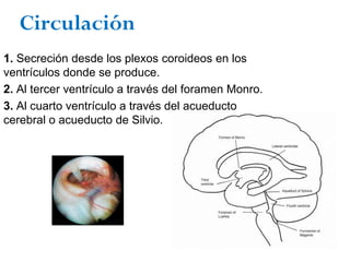 Circulación
1. Secreción desde los plexos coroideos en los
ventrículos donde se produce.
2. Al tercer ventrículo a través del foramen Monro.
3. Al cuarto ventrículo a través del acueducto
cerebral o acueducto de Silvio.
 