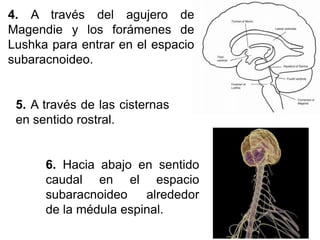 4. A través del agujero de
Magendie y los forámenes de
Lushka para entrar en el espacio
subaracnoideo.


 5. A través de las cisternas
 en sentido rostral.


      6. Hacia abajo en sentido
      caudal en el espacio
      subaracnoideo    alrededor
      de la médula espinal.
 