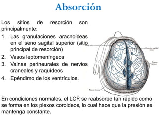 Absorción
Los sitios de resorción son
principalmente:
1. Las granulaciones aracnoideas
    en el seno sagital superior (sitio
    principal de resorción)
2. Vasos leptomeníngeos
3. Vainas perineurales de nervios
    craneales y raquídeos
4. Epéndimo de los ventrículos.


En condiciones normales, el LCR se reabsorbe tan rápido como
se forma en los plexos coroideos, lo cual hace que la presión se
mantenga constante.
 
