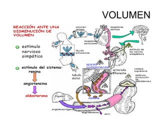 Liquidos Y Electrolitos