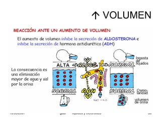 Liquidos Y Electrolitos