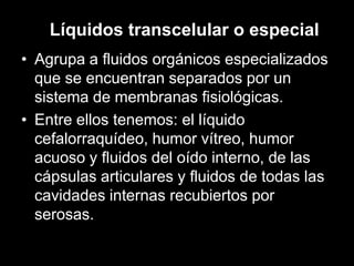 Líquidos transcelular o especial
• Agrupa a fluidos orgánicos especializados
que se encuentran separados por un
sistema de membranas fisiológicas.
• Entre ellos tenemos: el líquido
cefalorraquídeo, humor vítreo, humor
acuoso y fluidos del oído interno, de las
cápsulas articulares y fluidos de todas las
cavidades internas recubiertos por
serosas.

 