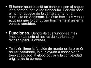  El humor acuoso está en contacto con el ángulo
irido-corneal por la red trabecular. Por ella pasa
el humor acuoso de la cámara anterior al
conducto de Schlemm. De éste hacia las venas
acuosas que lo conducen finalmente al sistema
venoso coroideo.

 Funciones. Dentro de sus funciones más
importantes está el aporte de nutrientes y
oxígeno para la córnea.
 También tiene la función de mantener la presión
ocular constante, lo que ayuda a conservar el
tono adecuado al globo ocular y la convexidad
original de la córnea.

 
