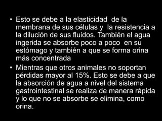 • Esto se debe a la elasticidad de la
membrana de sus células y la resistencia a
la dilución de sus fluidos. También el agua
ingerida se absorbe poco a poco en su
estómago y también a que se forma orina
más concentrada
• Mientras que otros animales no soportan
pérdidas mayor al 15%. Esto se debe a que
la absorción de agua a nivel del sistema
gastrointestinal se realiza de manera rápida
y lo que no se absorbe se elimina, como
orina.

 