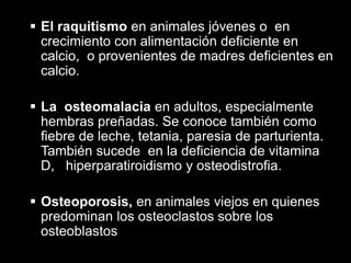  El raquitismo en animales jóvenes o en
crecimiento con alimentación deficiente en
calcio, o provenientes de madres deficientes en
calcio.
 La osteomalacia en adultos, especialmente
hembras preñadas. Se conoce también como
fiebre de leche, tetania, paresia de parturienta.
También sucede en la deficiencia de vitamina
D, hiperparatiroidismo y osteodistrofia.
 Osteoporosis, en animales viejos en quienes
predominan los osteoclastos sobre los
osteoblastos

 