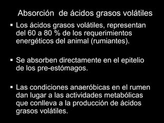Absorción de ácidos grasos volátiles
 Los ácidos grasos volátiles, representan
del 60 a 80 % de los requerimientos
energéticos del animal (rumiantes).
 Se absorben directamente en el epitelio
de los pre-estómagos.
 Las condiciones anaeróbicas en el rumen
dan lugar a las actividades metabólicas
que conlleva a la producción de ácidos
grasos volátiles.

 