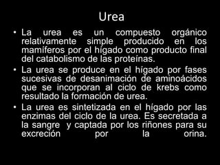 Urea
• La urea es un compuesto orgánico
relativamente simple producido en los
mamíferos por el hígado como producto final
del catabolismo de las proteínas.
• La urea se produce en el hígado por fases
sucesivas de desanimación de aminoácidos
que se incorporan al ciclo de krebs como
resultado la formación de urea.
• La urea es sintetizada en el hígado por las
enzimas del ciclo de la urea. Es secretada a
la sangre y captada por los riñones para su
excreción
por
la
orina.

 