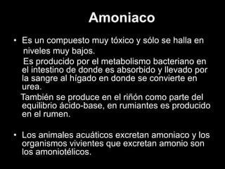 Amoniaco
• Es un compuesto muy tóxico y sólo se halla en
niveles muy bajos.
Es producido por el metabolismo bacteriano en
el intestino de donde es absorbido y llevado por
la sangre al hígado en donde se convierte en
urea.
También se produce en el riñón como parte del
equilibrio ácido-base, en rumiantes es producido
en el rumen.

• Los animales acuáticos excretan amoniaco y los
organismos vivientes que excretan amonio son
los amoniotélicos.

 