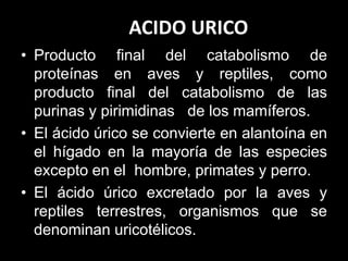 ACIDO URICO
• Producto final del catabolismo de
proteínas en aves y reptiles, como
producto final del catabolismo de las
purinas y pirimidinas de los mamíferos.
• El ácido úrico se convierte en alantoína en
el hígado en la mayoría de las especies
excepto en el hombre, primates y perro.
• El ácido úrico excretado por la aves y
reptiles terrestres, organismos que se
denominan uricotélicos.

 