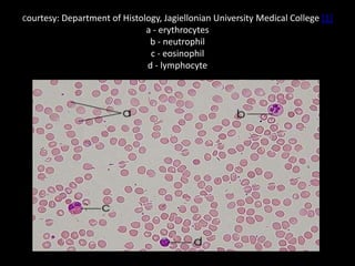 Courtesy: Department of Histology, Jagiellonian University

a - erythrocytes
b - neutrophil
c - eosinophil
d - lymphocyte

Medical College [1]

 