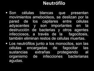 Neutrófilo
 Son células blancas que presentan
movimientos ameboideos, se deslizan por la
pared de los capilares entre células
adyacentes y son importantes en la
destrucción de bacterias y otros agentes
infecciosos, a través de la
fagocitosis,
también eliminan restos de células muertas.
 Los neutrófilos junto a los monocitos, son las
células encargadas de fagocitar las
sustancias
extrañas
protegiendo
al
organismo de infecciones bacterianas
agudas.

 