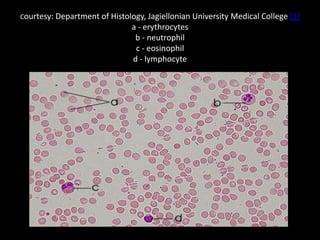 Courtesy: Department of Histology, Jagiellonian University

a - erythrocytes
b - neutrophil
c - eosinophil
d - lymphocyte
...
