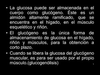 • La glucosa puede ser almacenada en el
  cuerpo como glucógeno. Éste es un
  almidón altamente ramificado, que se
  encue...