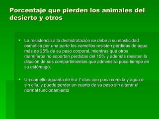 Porcentaje que pierden los animales del desierto y otros   La resistencia a la deshidratación se debe a su elasticidad osmótica por una parte los camellos resisten pérdidas de agua más de 25% de su peso corporal, mientras que otros mamíferos no soportan pérdidas del 15% y además resisten la dilución de sus compartimientos que administra poco tiempo en su estómago.  Un camello aguanta de 5 a 7 días con poca comida y agua ó sin ella, y puede perder un cuarto de su peso sin alterar el normal funcionamiento 