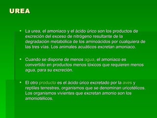 UREA La urea, el amoniaco y el ácido úrico son los productos de excreción del exceso de nitrógeno resultante de la degradación metabólica de los aminoácidos por cualquiera de las tres vías. Los animales acuáticos excretan amoniaco.  Cuando se dispone de menos  agua , el amoniaco es convertido en productos menos tóxicos que requieren menos agua, para su excreción.  El otro  producto  es el ácido úrico excretado por la  aves  y reptiles terrestres, organismos que se denominan uricotélicos. Los organismos vivientes que excretan amonio son los amoniotélicos. 