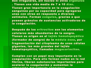 Son irregulares, sin núcleo ni otros  orgánulos . Tienen una vida media de 7 a 10  días . Tienen gran importancia en la coagulación sanguínea por su capacidad para agregarse unas con otras en respuesta a diversos estímulos. Forman  coágulos , gracias a que poseen gránulos de sustancias activadoras de la coagulación. Después de los  eritrocitos  son los elementos celulares más abundantes de la sangre. Tienen su origen en el  tejido hematopoyético  (formador de sangre) de la  médula ósea , por fragmentación del citoplasma de unas células gigantes, las más grandes del tejido hematopoyético, llamadas  megacariocitos . Cumplen con un papel muy importante en la coagulación. Para ello forman nudos en la red fibrina, liberan substancias importantes para acelerar la coagulación y aumentan la retracción del coágulo sanguíneo. 