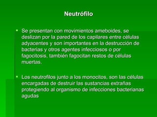Neutrófilo  Se presentan con movimientos ameboides, se deslizan por la pared de los capilares entre células adyacentes y son importantes en la destrucción de bacterias y otros agentes infecciosos o por fagocitosis, también fagocitan restos de células muertas. Los neutrofilos junto a los monocitos, son las células encargadas de destruir las sustancias extrañas protegiendo al organismo de infecciones bacterianas agudas  