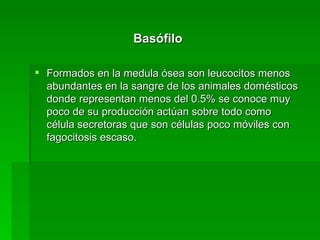 Basófilo Formados en la medula ósea son leucocitos menos abundantes en la sangre de los animales domésticos donde representan menos del 0.5% se conoce muy poco de su producción actúan sobre todo como célula secretoras que son células poco móviles con fagocitosis escaso.  