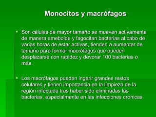 Monocitos y macrófagos  Son células de mayor tamaño se mueven activamente de manera ameboide y fagocitan bacterias al cabo de varias horas de estar activas, tienden a aumentar de tamaño para formar macrófagos que pueden desplazarse con rapidez y devorar 100 bacterias o más.  Los macrófagos pueden ingerir grandes restos celulares y tienen importancia en la limpieza de la región infectada tras haber sido eliminadas las bacterias, especialmente en las infecciones crónicas  