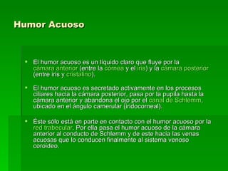 Humor Acuoso El humor acuoso es un líquido claro que fluye por la  cámara anterior  (entre la  córnea  y el  iris ) y la  cámara posterior  (entre iris y  cristalino ). El humor acuoso es secretado activamente en los procesos ciliares hacia la cámara posterior, pasa por la pupila hasta la cámara anterior y abandona el ojo por el  canal de  Schlemm , ubicado en el ángulo camerular (iridocorneal). Éste sólo está en parte en contacto con el humor acuoso por la  red  trabecular . Por ella pasa el humor acuoso de la cámara anterior al conducto de Schlemm y de este hacia las venas acuosas que lo conducen finalmente al sistema venoso coroideo.   