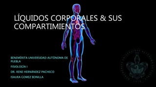 LÍQUIDOS CORPORALES & SUS
COMPARTIMIENTOS
BENEMÉRITA UNIVERSIDAD AUTÓNOMA DE
PUEBLA
FISIOLOGÍA I
DR. RENE HERNÁNDEZ PACHECO
ISAURA GOMEZ BONILLA
 