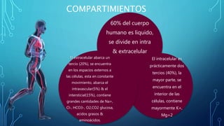 COMPARTIMIENTOS
60% del cuerpo
humano es liquido,
se divide en intra
& extracelular
El intracelular es
prácticamente dos
tercios (40%), la
mayor parte, se
encuentra en el
interior de las
células, contiene
mayormente K+,
Mg+2
El extracelular abarca un
tercio (20%), se encuentra
en los espacios externos a
las células, esta en constante
movimiento, abarca el
intravascular(5%) & el
intersticial(15%), contiene
grandes cantidades de Na+,
Cl-, HCO3-, O2,CO2 glucosa,
acidos grasos &
aminoácidos.
 