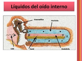 Líquidos del oído interno

 