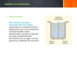 • Soluciónisotónica
Dos mezclas con igual
concentración de solutos
separadas en compartimentos
adyacentes por una membrana
semipermeable están
balanceadas, porque el líquido
de cada compartimento
permanece en su lugar, no hay
ganancia o pérdida de volumen.
 