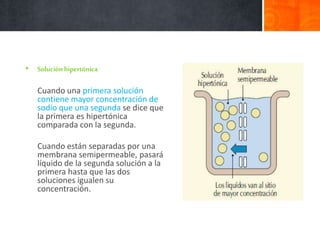 • Soluciónhipertónica
Cuando una primera solución
contiene mayor concentración de
sodio que una segunda se dice que
la primera es hipertónica
comparada con la segunda.
Cuando están separadas por una
membrana semipermeable, pasará
líquido de la segunda solución a la
primera hasta que las dos
soluciones igualen su
concentración.
 