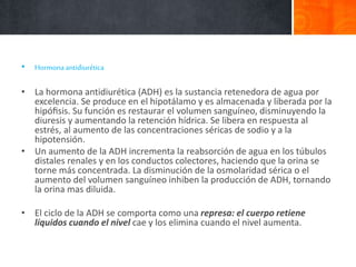 • Hormonaantidiurética
• La hormona antidiurética (ADH) es la sustancia retenedora de agua por
excelencia. Se produce en el hipotálamo y es almacenada y liberada por la
hipóﬁsis. Su función es restaurar el volumen sanguíneo, disminuyendo la
diuresis y aumentando la retención hídrica. Se libera en respuesta al
estrés, al aumento de las concentraciones séricas de sodio y a la
hipotensión.
• Un aumento de la ADH incrementa la reabsorción de agua en los túbulos
distales renales y en los conductos colectores, haciendo que la orina se
torne más concentrada. La disminución de la osmolaridad sérica o el
aumento del volumen sanguíneo inhiben la producción de ADH, tornando
la orina mas diluida.
• El ciclo de la ADH se comporta como una represa: el cuerpo retiene
líquidos cuando el nivel cae y los elimina cuando el nivel aumenta.
 