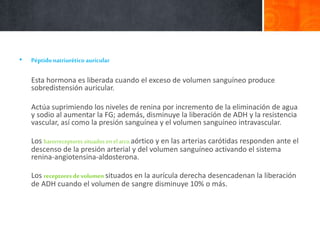 • Péptidonatriurético auricular
Esta hormona es liberada cuando el exceso de volumen sanguíneo produce
sobredistensión auricular.
Actúa suprimiendo los niveles de renina por incremento de la eliminación de agua
y sodio al aumentar la FG; además, disminuye la liberación de ADH y la resistencia
vascular, así como la presión sanguínea y el volumen sanguíneo intravascular.
Los barorreceptores situados en el arco aórtico y en las arterias carótidas responden ante el
descenso de la presión arterial y del volumen sanguíneo activando el sistema
renina-angiotensina-aldosterona.
Los receptores de volumen situados en la aurícula derecha desencadenan la liberación
de ADH cuando el volumen de sangre disminuye 10% o más.
 