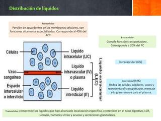 Intracelular
Porción de agua dentro de las membranas celulares, con
funciones altamente especializadas. Corresponde al 40% del
ACT
Extracelular
Cumple función transportadora .
Corresponde a 20% del PC
Intravascular (6%)
Intersticial(14%)
Rodea las células, capilares, vasos y
representa el transportador, mensaje
y la gran reserva para el plasma.
Transcelular,comprende los líquidos que han alcanzado localización específica, contenidos en el tubo digestivo, LCR,
sinovial, humores vítreo y acuoso y secreciones glandulares.
 