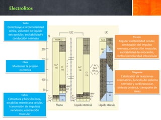 Sodio
Contribuye a la Osmolaridad
sérica, volumen de liquido
extracelular, excitabilidad y
conducción nerviosa
Cloro
Mantener la presión
osmótica
Calcio
Estructura y función osea,
estabiliza membrana celular,
transmisión de impulsos
nerviosos, contracción
muscular
Potasio
Regular excitabilidad celular,
conducción del impulso
nervioso, contracción muscular,
excitabilidad de miocardio,
control osmolaridad intracelular
Magnesio
Catalizador de reacciones
enzimáticas, función del sistema
nervioso y cardiovascular,
síntesis proteica, transporte de
iones
 